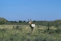 Pronghorn picture