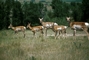 Pronghorn picture