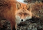 Red Fox picture