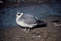 Red Phalarope picture