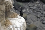 Red-faced Cormorant picture