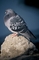 Rock Dove picture