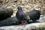 Rock Dove picture