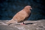 Rock Dove picture