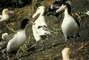 Short-tailed Albatross picture