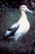 Short-tailed Albatross picture