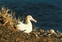 Short-tailed Albatross picture