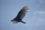 Turkey Vulture picture