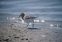 Western Sandpiper picture