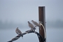 White-winged Dove picture