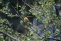 Wilson's Warbler picture