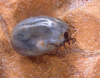 Blacklegged Tick