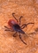 Blacklegged Tick picture