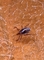 Blacklegged Tick picture