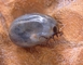 Blacklegged Tick picture