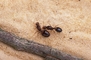 Fire ant picture