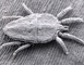 Flat Mite picture