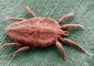 Flat Mite picture