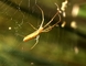 Orb Weaver Spider picture