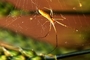 Orb Weaver Spider picture