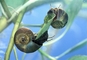 Ram's Horn Snail picture