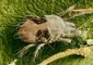 Two-spotted Spider Mite picture