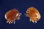 Varroa Mite picture