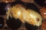 Varroa Mite picture