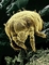 Yellow Mite picture