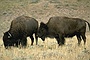 Bison picture