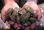 Little Neck Clam picture