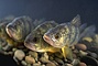 Yellow Perch picture