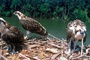 Osprey picture