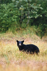 Alaskan Black Bear