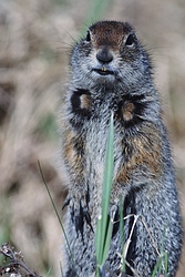 Arctic Ground Squirrel