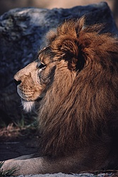 Asian Lion