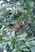 Amazon Squirrel Monkey Magnet