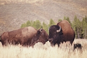 American Bison Magnet