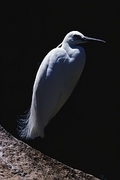 Australian Little Egret Poster