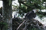 Bald Eagle Magnet