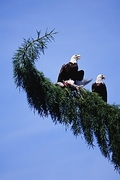 Bald Eagle Mousepad