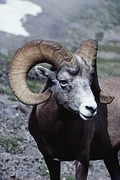 Bighorn Sheep Mousepad