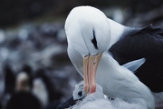 Black Browed Albatross Poster