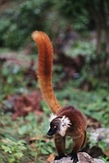 Black Lemur Magnet