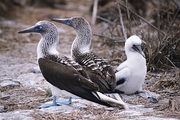 Blue Footed Booby Poster