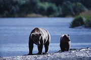 Brown Bear Magnet