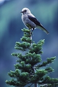 Clark's Nutcracker Poster