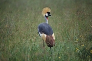 Crowned Crane Magnet