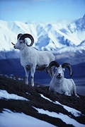 Dall Sheep Magnet