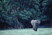 Elephant Magnet